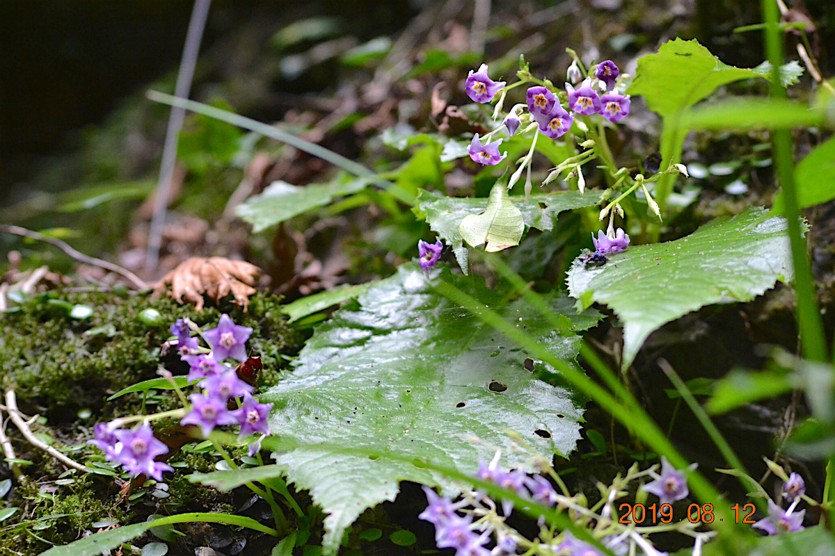 f:id:masatdm1951:20190812213936j:plain f:id:masatdm1951:20190812213936j:plain