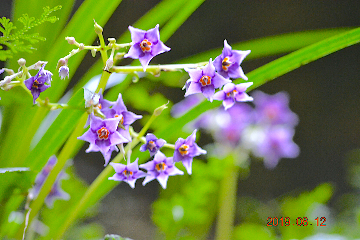 f:id:masatdm1951:20190812213953j:plain f:id:masatdm1951:20190812213953j:plain