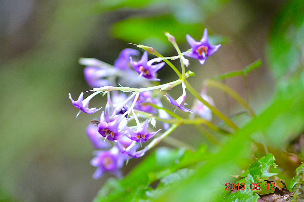 f:id:masatdm1951:20190812214008j:plain f:id:masatdm1951:20190812214008j:plain