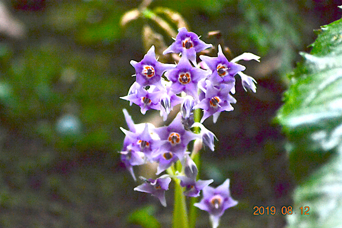 f:id:masatdm1951:20190812214031j:plain f:id:masatdm1951:20190812214031j:plain