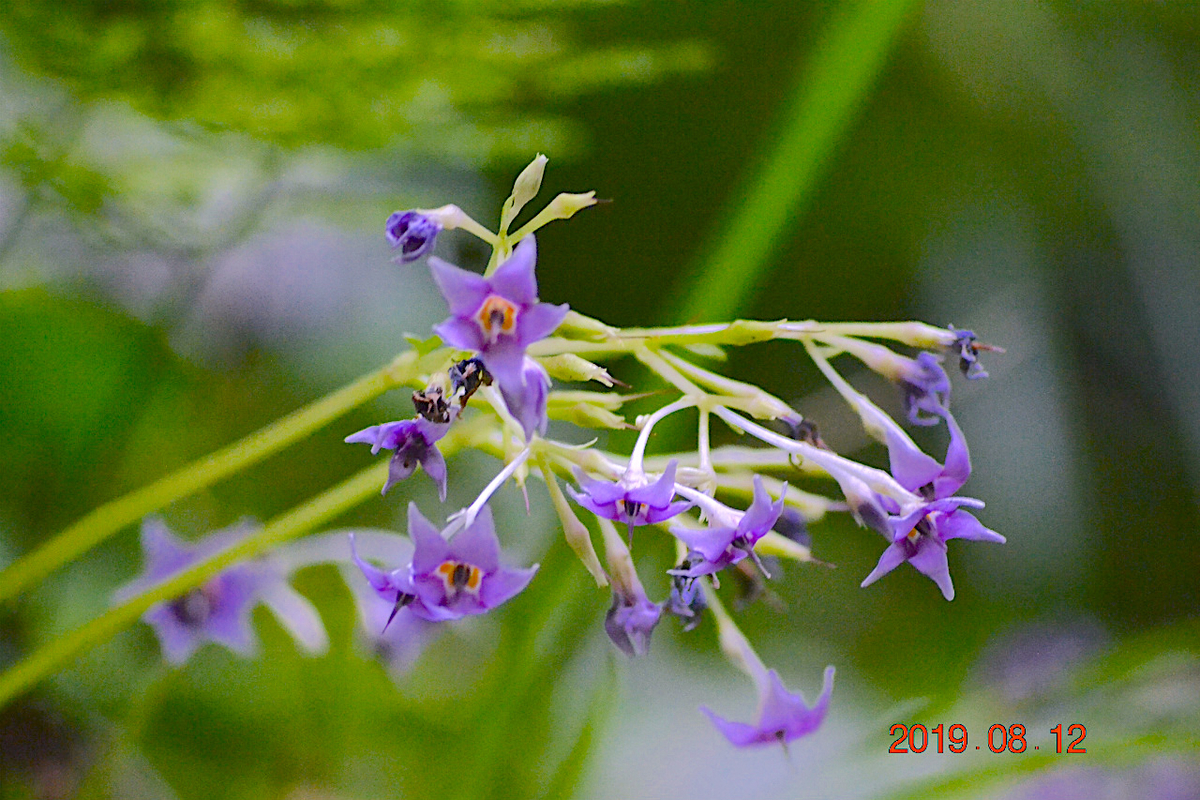 f:id:masatdm1951:20190812214158j:plain f:id:masatdm1951:20190812214158j:plain