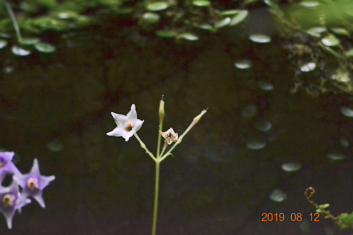 f:id:masatdm1951:20190812214205j:plain f:id:masatdm1951:20190812214205j:plain