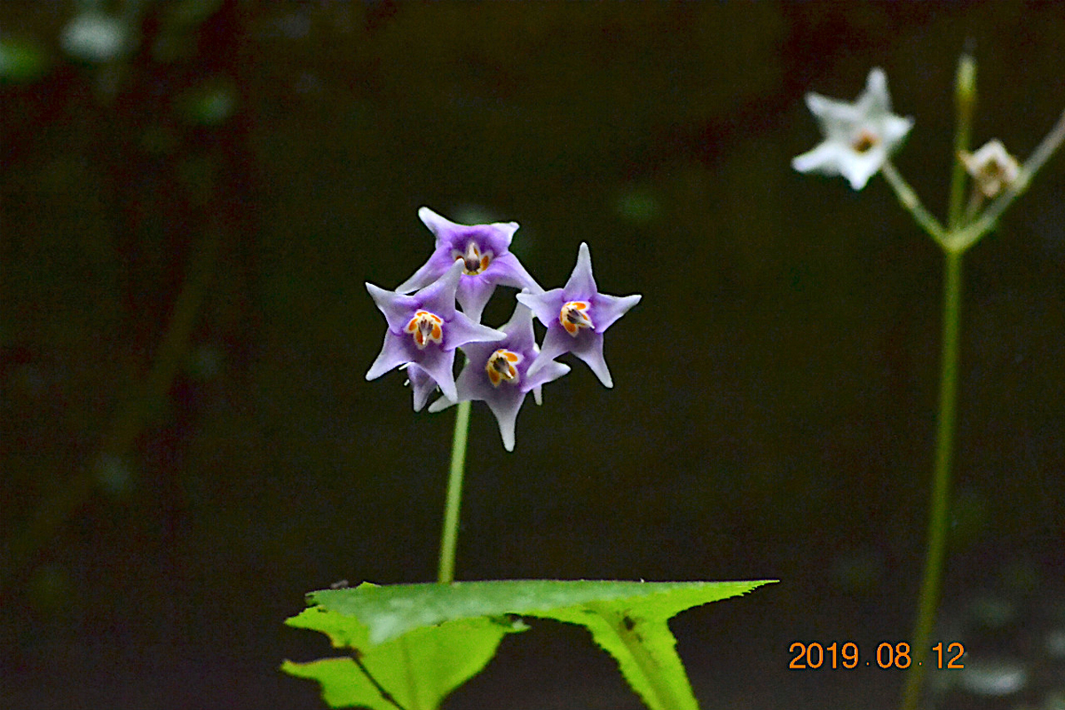 f:id:masatdm1951:20190812214210j:plain f:id:masatdm1951:20190812214210j:plain