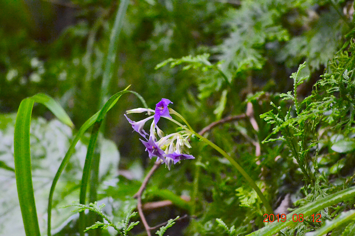 f:id:masatdm1951:20190812214235j:plain f:id:masatdm1951:20190812214235j:plain