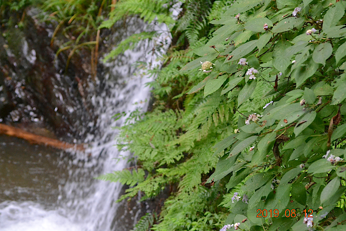 f:id:masatdm1951:20190812214246j:plain f:id:masatdm1951:20190812214246j:plain