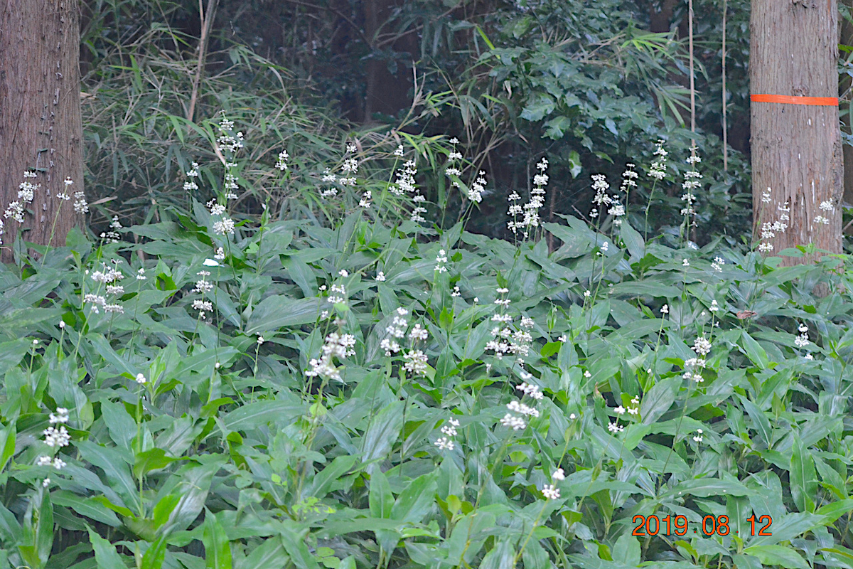 f:id:masatdm1951:20190812214311j:plain f:id:masatdm1951:20190812214311j:plain