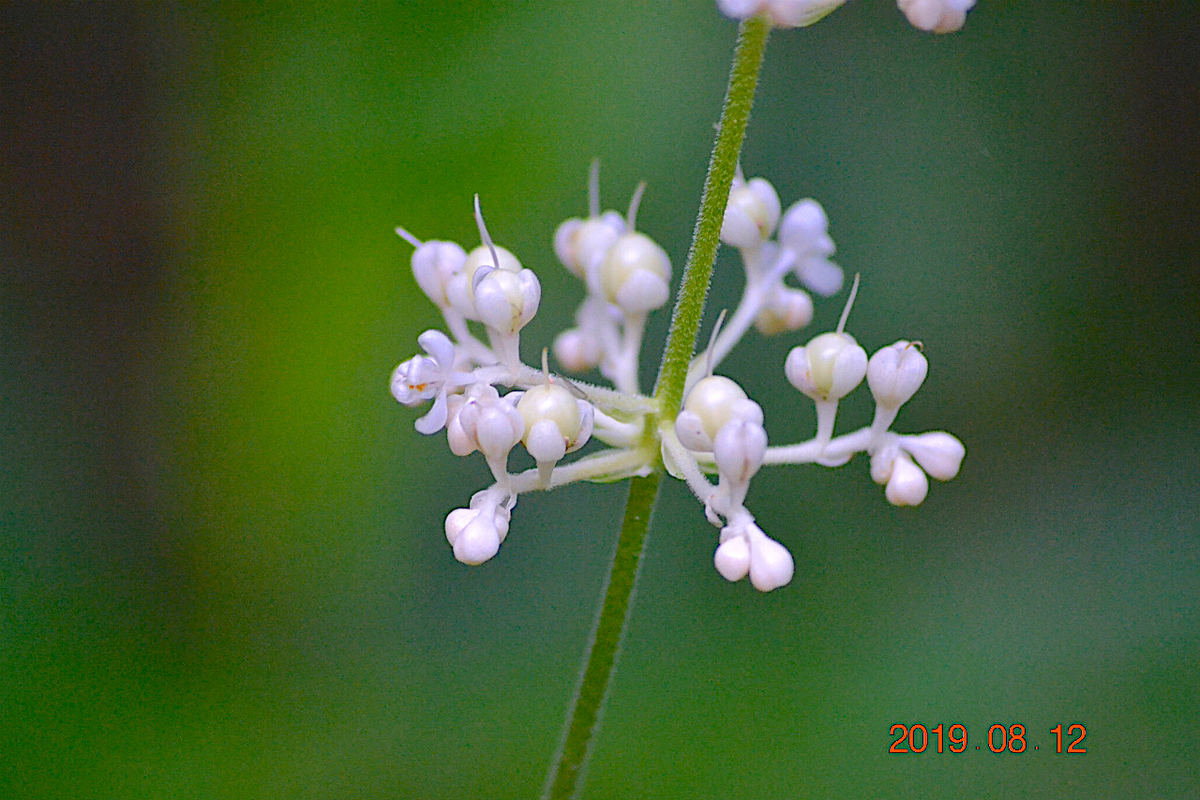 f:id:masatdm1951:20190812214329j:plain f:id:masatdm1951:20190812214329j:plain