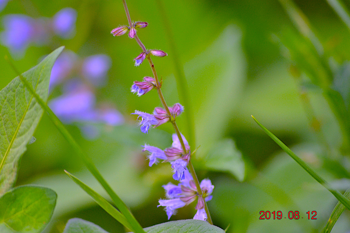 f:id:masatdm1951:20190812214340j:plain f:id:masatdm1951:20190812214340j:plain