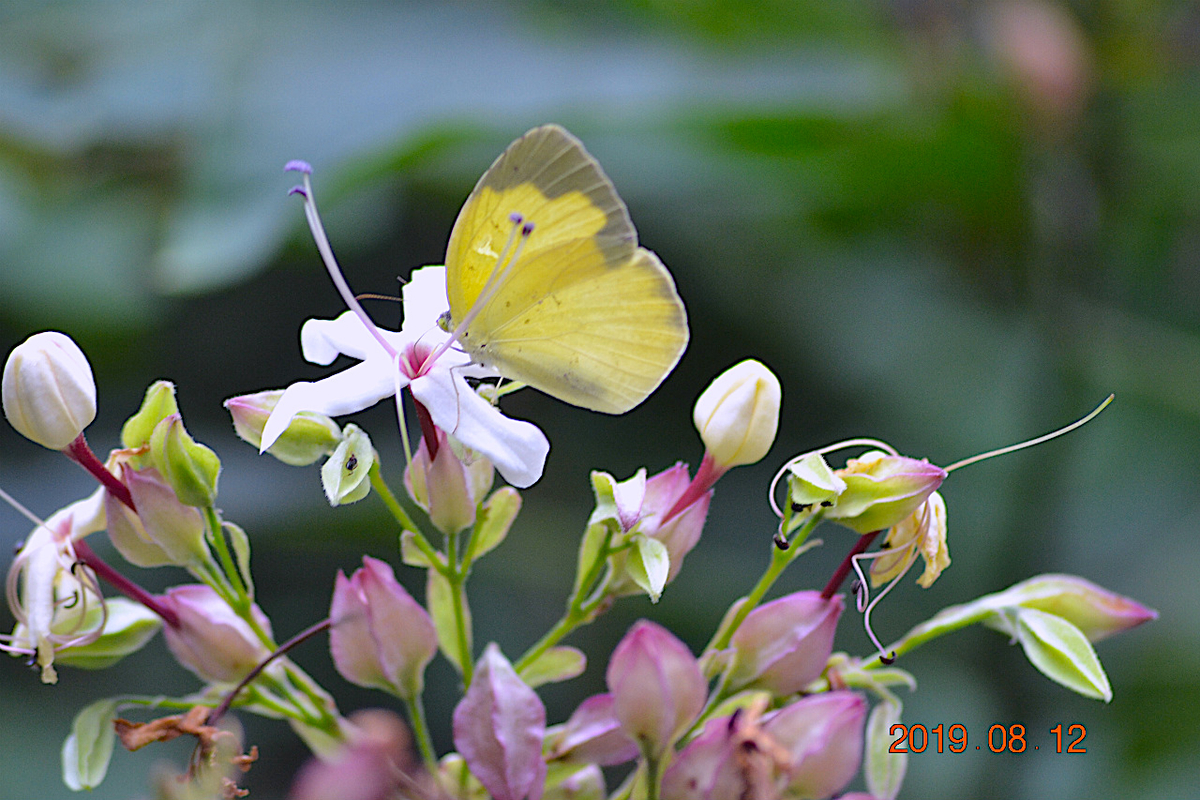 f:id:masatdm1951:20190812214445j:plain f:id:masatdm1951:20190812214445j:plain