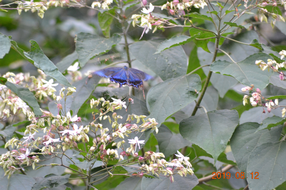 f:id:masatdm1951:20190812214524j:plain f:id:masatdm1951:20190812214524j:plain