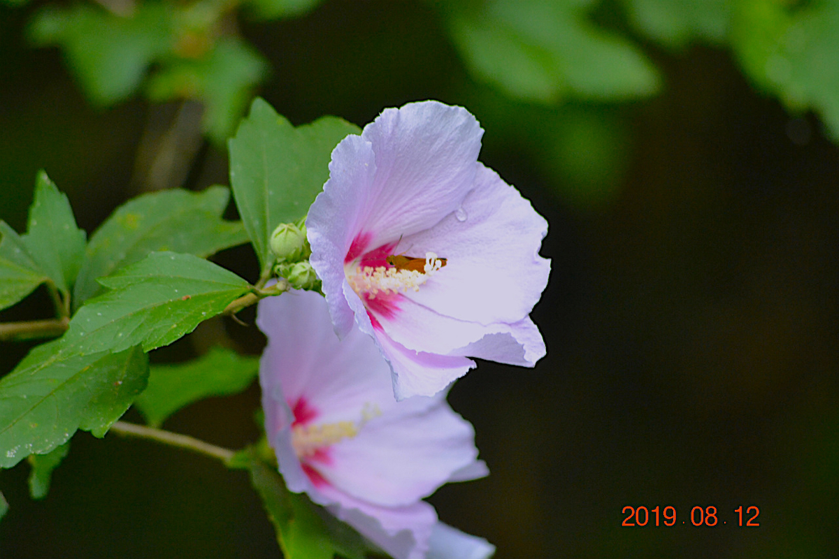 f:id:masatdm1951:20190812214704j:plain f:id:masatdm1951:20190812214704j:plain