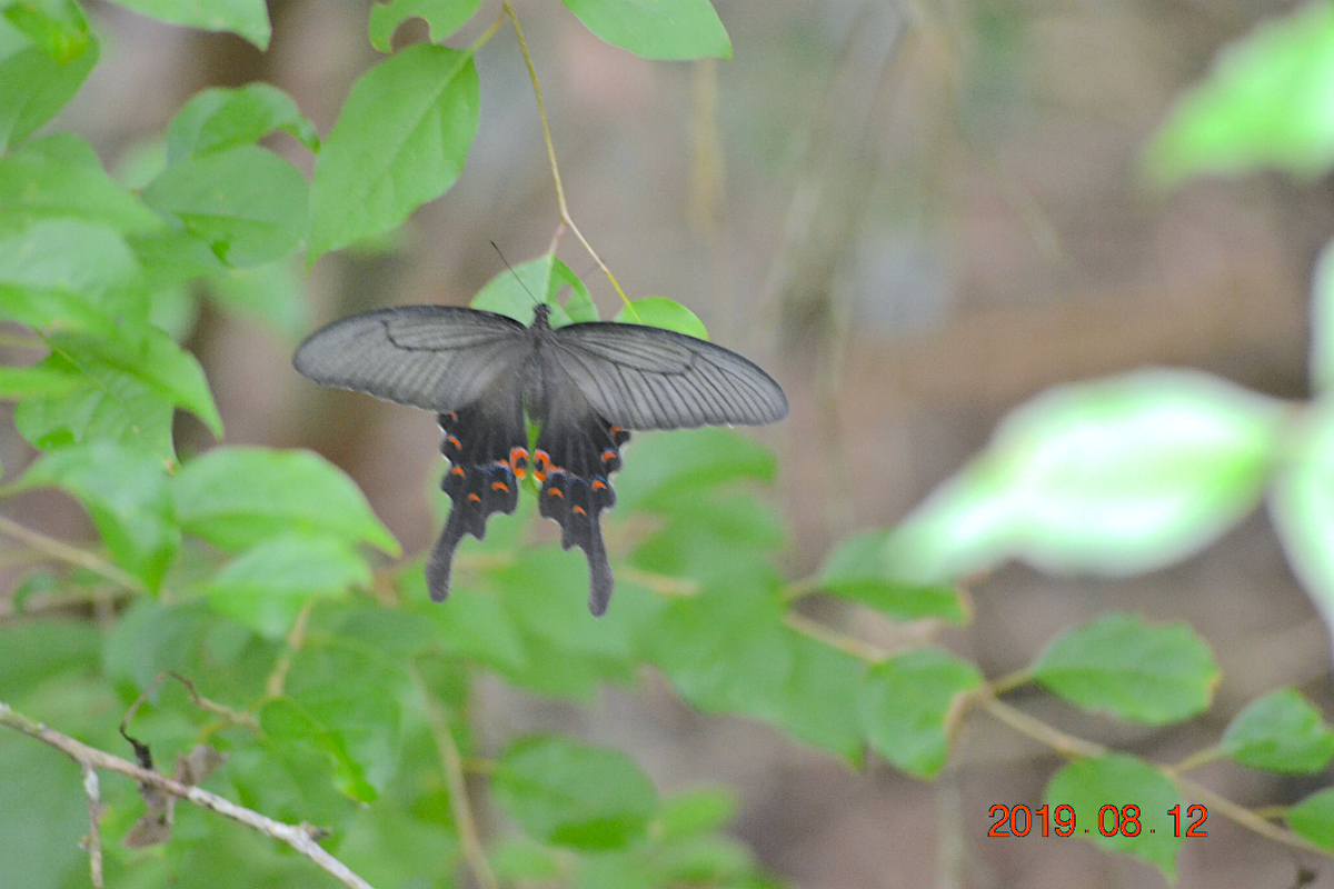 f:id:masatdm1951:20190812214754j:plain f:id:masatdm1951:20190812214754j:plain