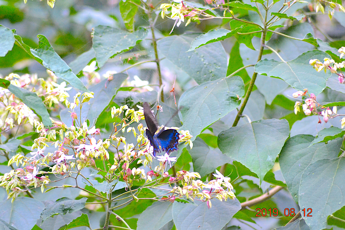 f:id:masatdm1951:20190812214822j:plain f:id:masatdm1951:20190812214822j:plain