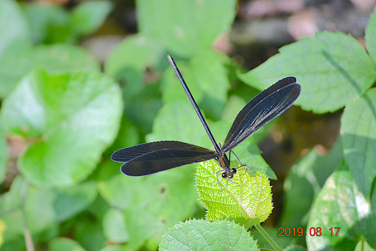 f:id:masatdm1951:20190817205809j:plain