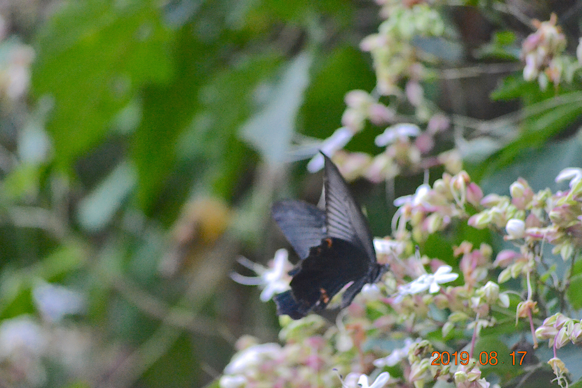 f:id:masatdm1951:20190817235911j:plain