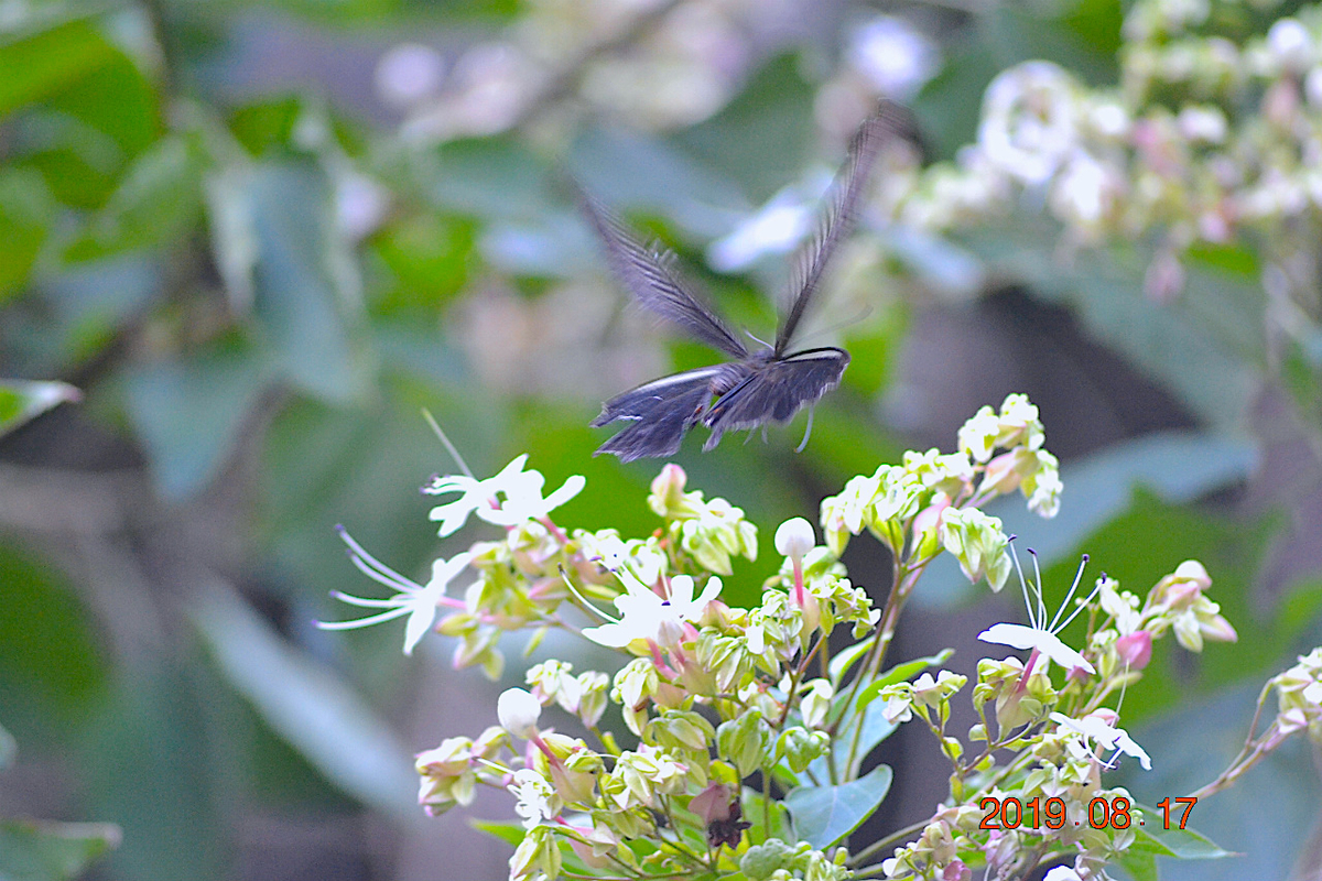 f:id:masatdm1951:20190817235935j:plain