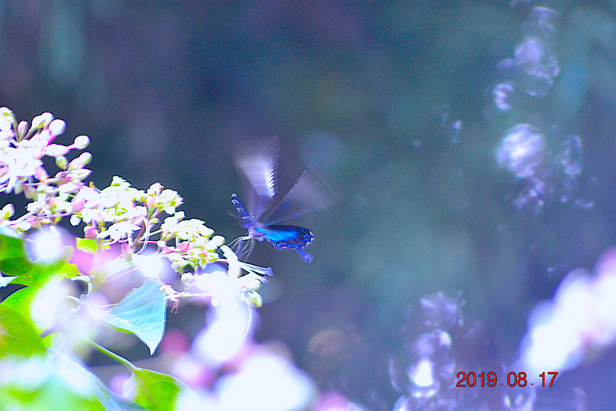 f:id:masatdm1951:20190817235943j:plain