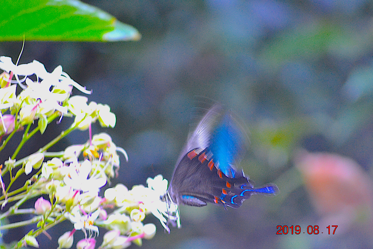 f:id:masatdm1951:20190818000028j:plain