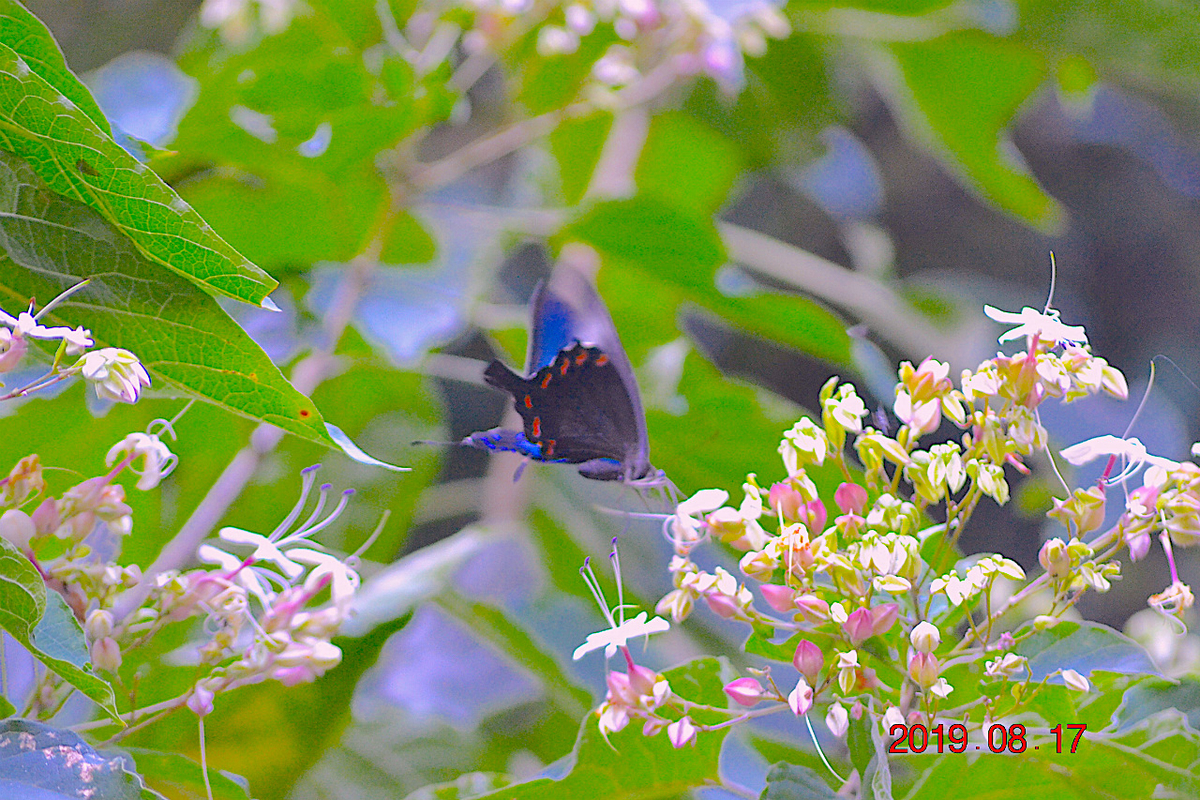 f:id:masatdm1951:20190818000043j:plain