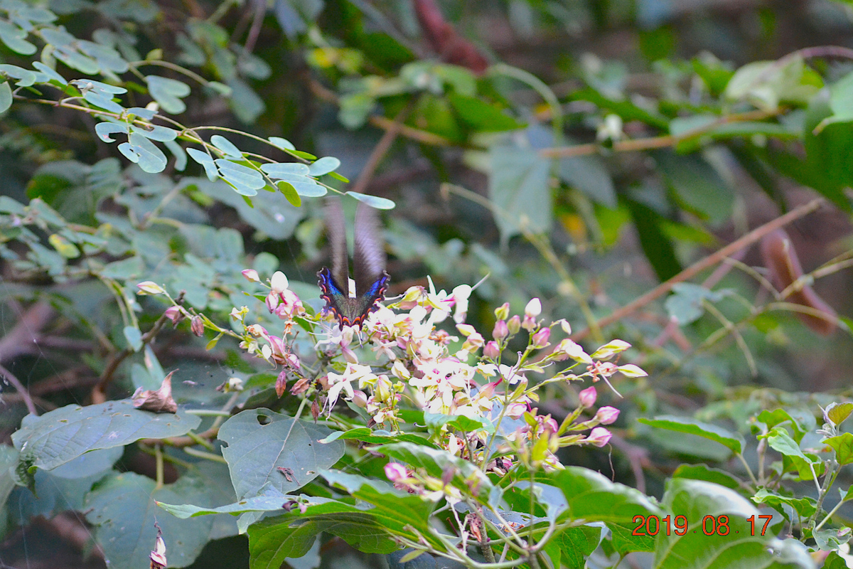 f:id:masatdm1951:20190818000059j:plain