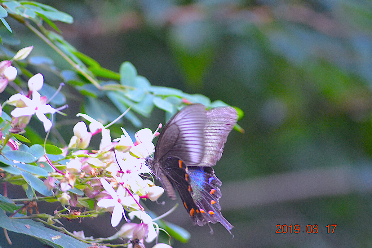 f:id:masatdm1951:20190818000114j:plain