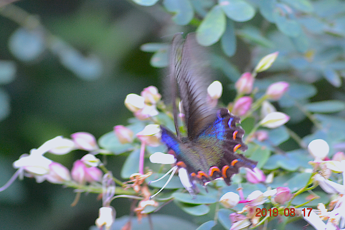 f:id:masatdm1951:20190818000131j:plain