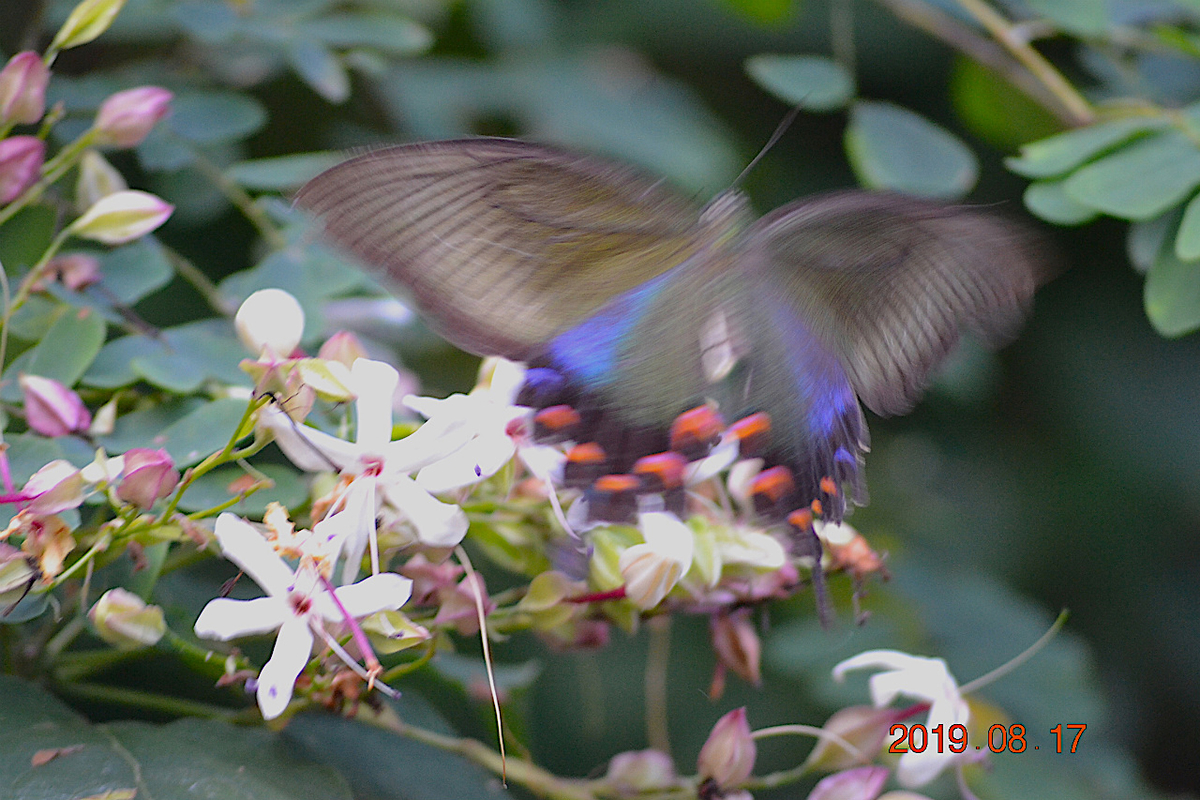 f:id:masatdm1951:20190818000222j:plain