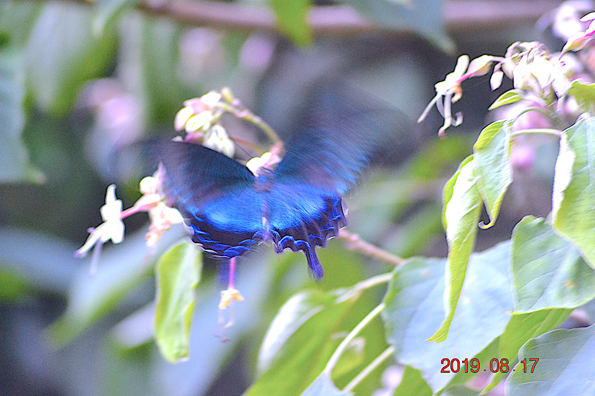 f:id:masatdm1951:20190818000229j:plain