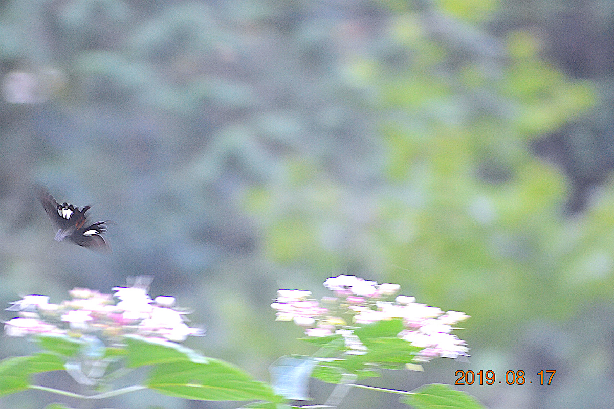 f:id:masatdm1951:20190818000250j:plain