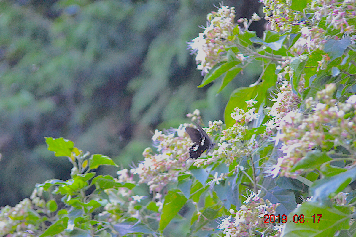 f:id:masatdm1951:20190818000256j:plain