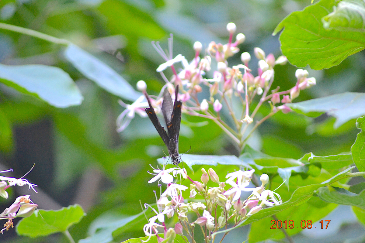 f:id:masatdm1951:20190818000305j:plain