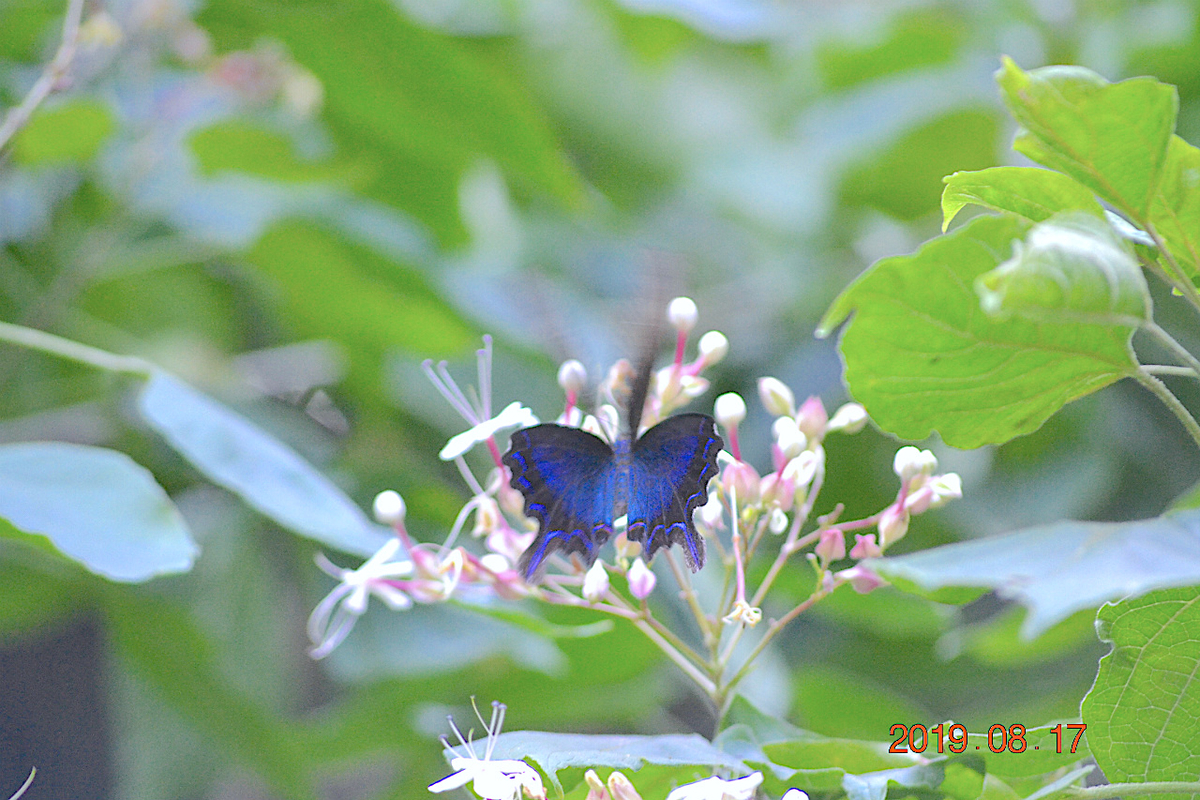 f:id:masatdm1951:20190818000338j:plain