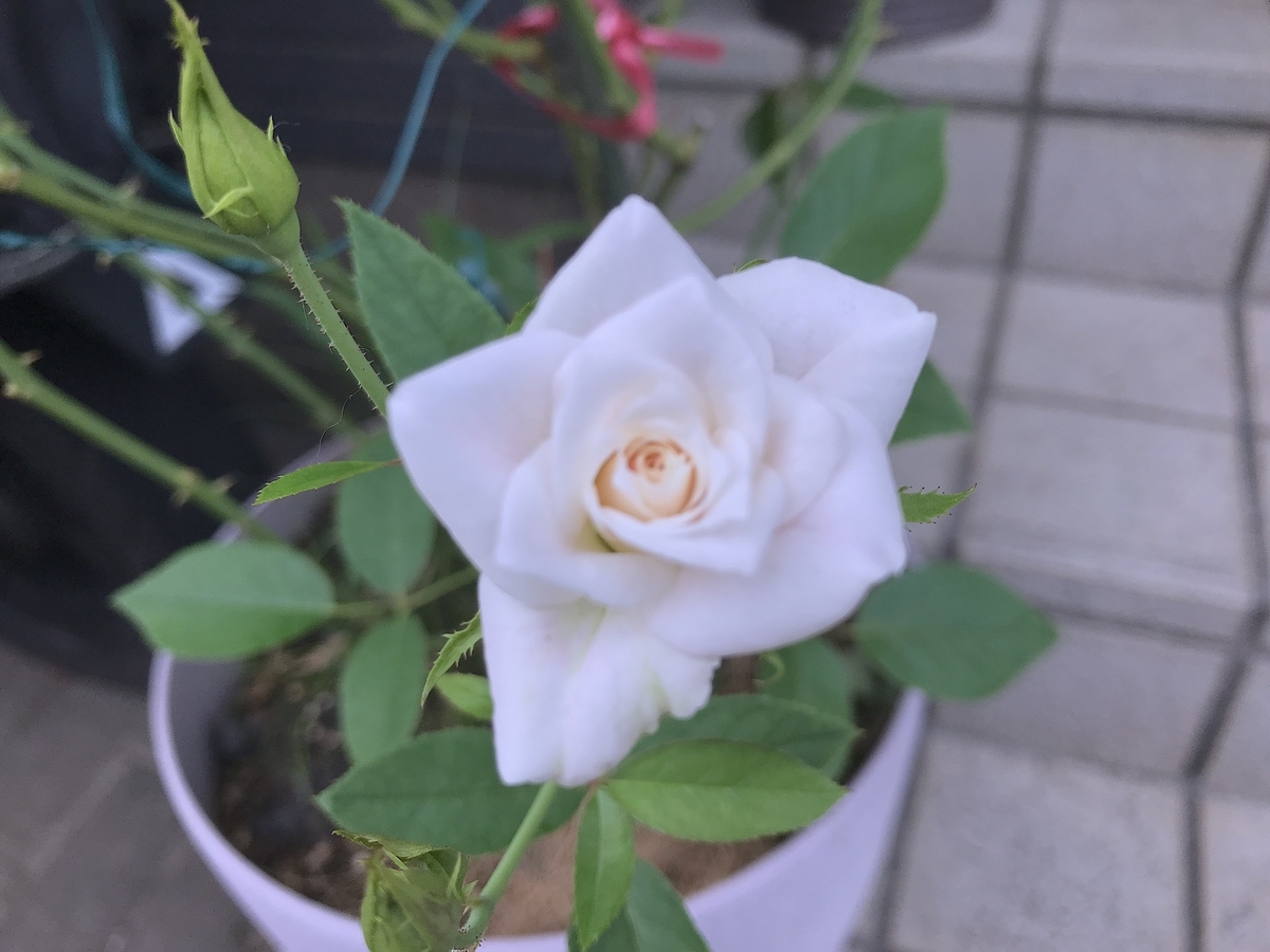 f:id:masatdm1951:20190818164051j:plain f:id:masatdm1951:20190818164051j:plain