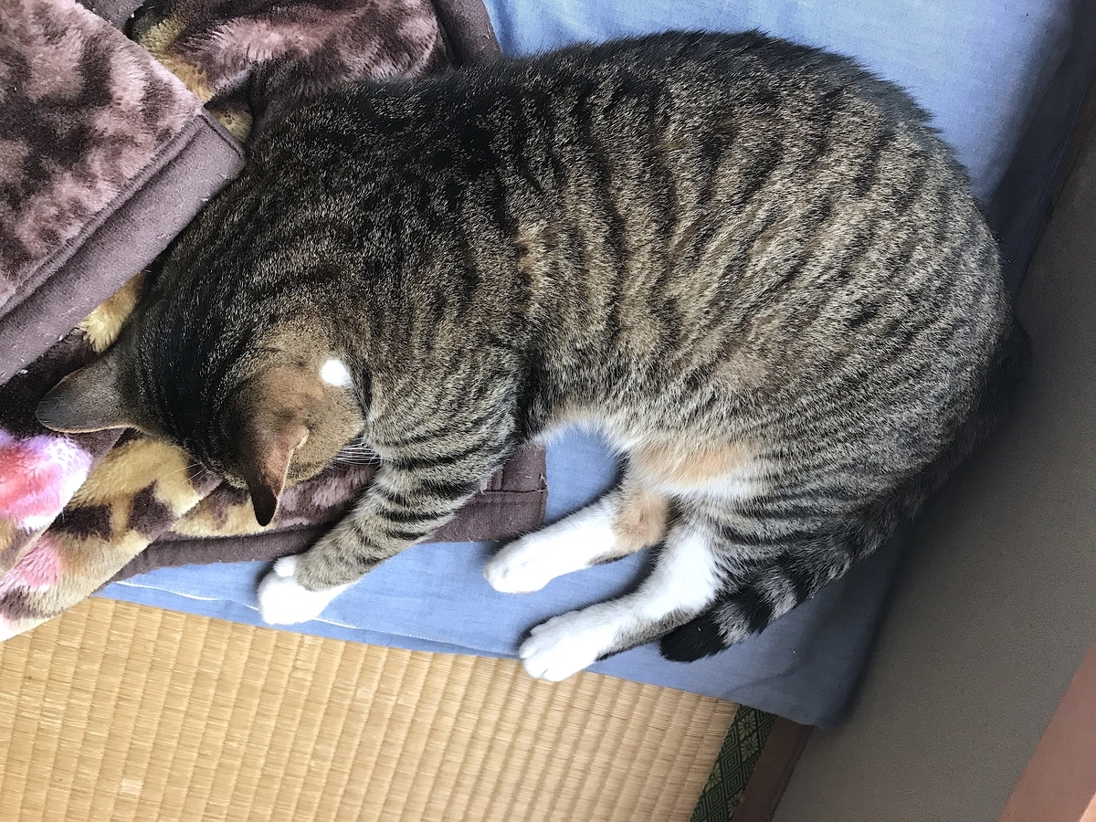 f:id:masatdm1951:20190819140319j:plain f:id:masatdm1951:20190819140319j:plain