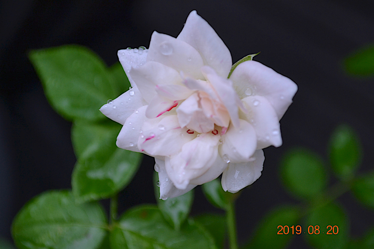 f:id:masatdm1951:20190820074558j:plain