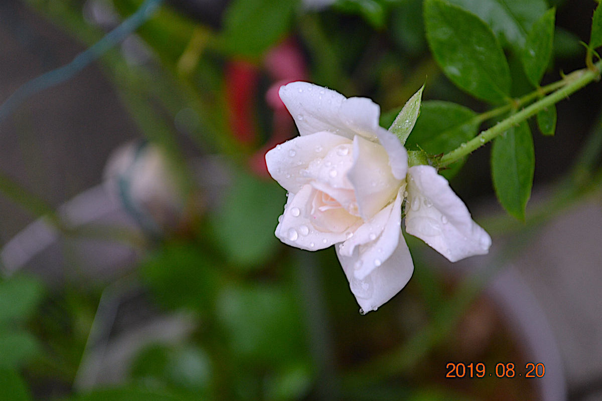 f:id:masatdm1951:20190820074602j:plain