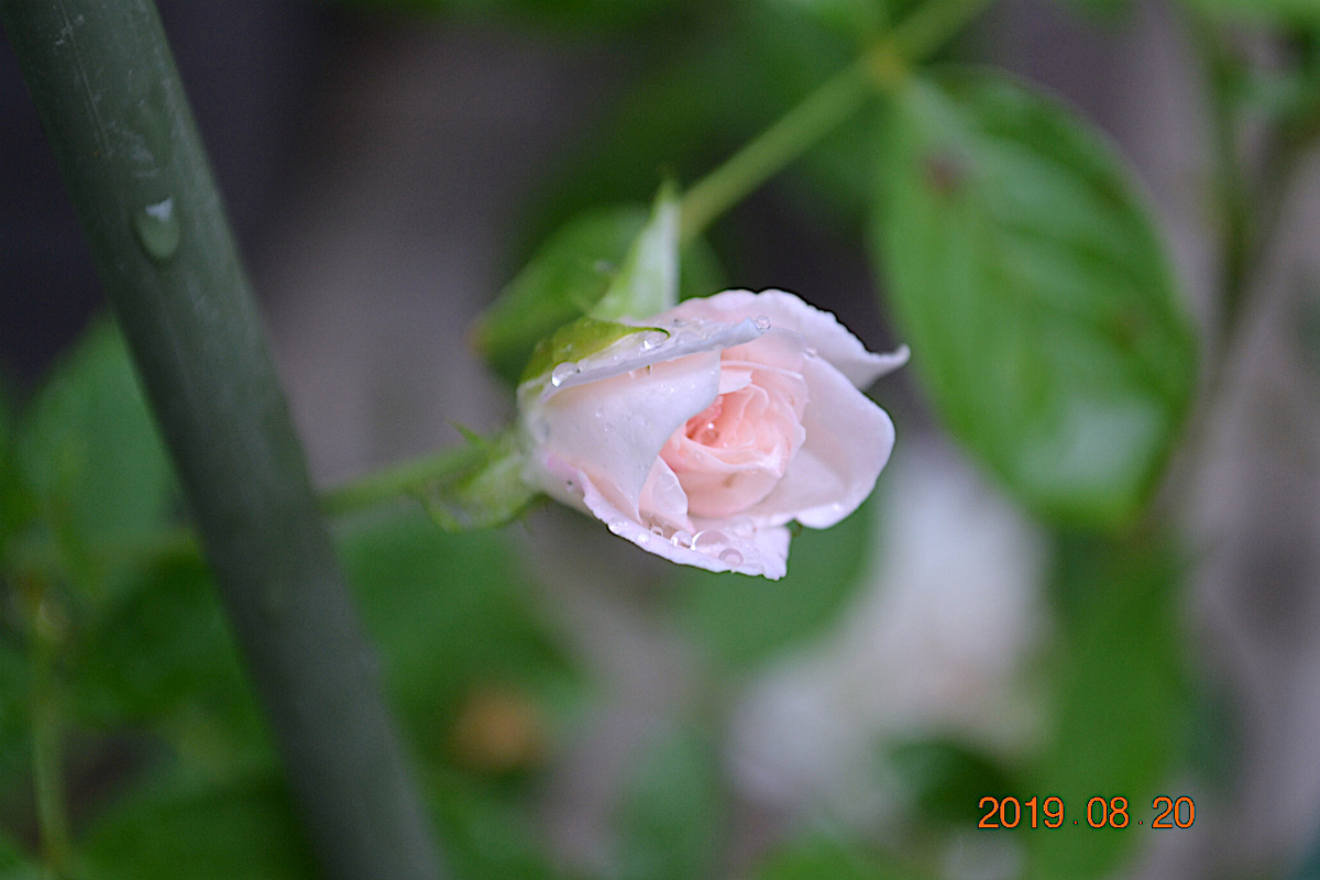 f:id:masatdm1951:20190820074612j:plain