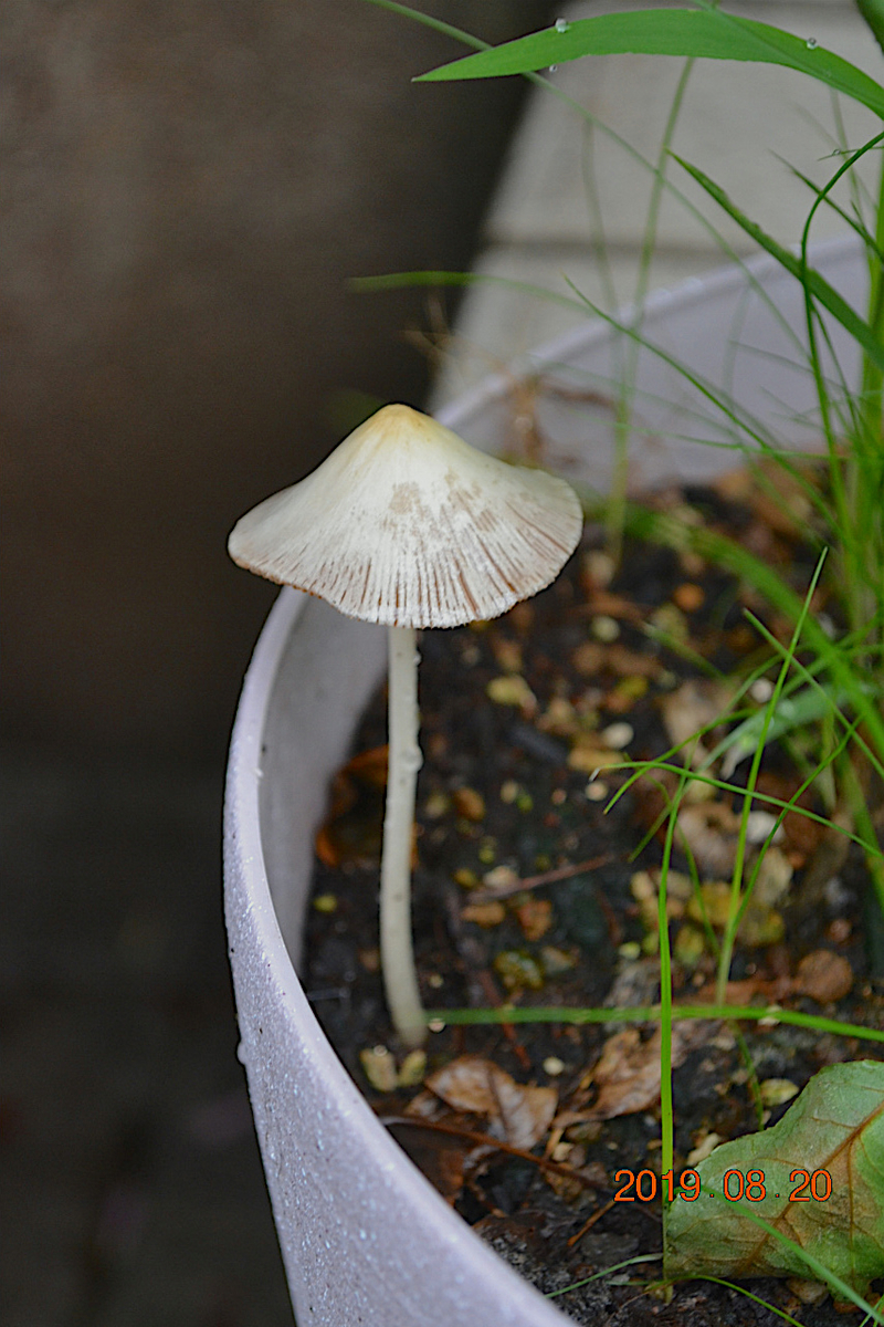 f:id:masatdm1951:20190820074621j:plain