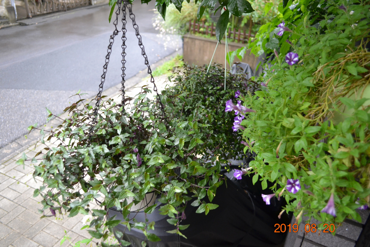 f:id:masatdm1951:20190820074633j:plain