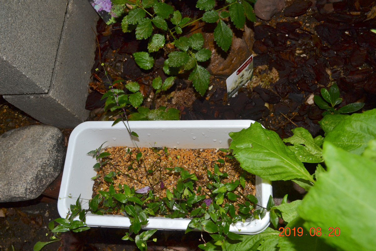 f:id:masatdm1951:20190820074640j:plain