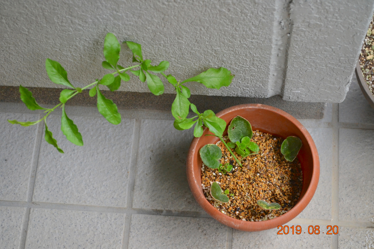 f:id:masatdm1951:20190820074644j:plain