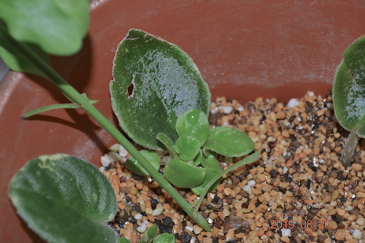 f:id:masatdm1951:20190820074650j:plain