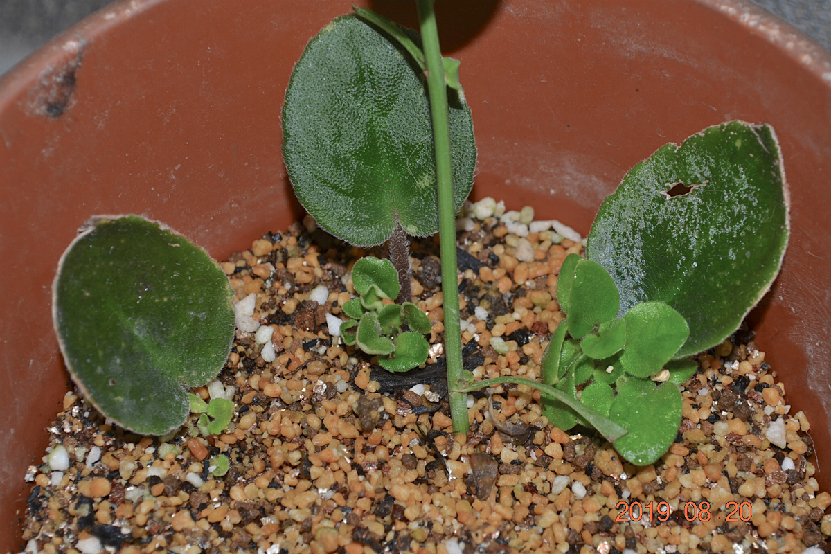 f:id:masatdm1951:20190820074654j:plain