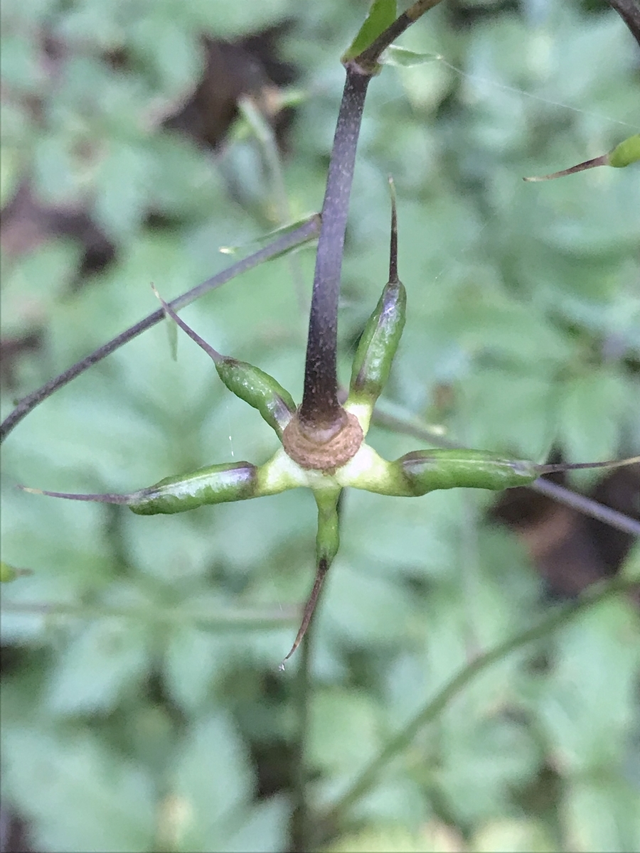 f:id:masatdm1951:20190829115242j:plain f:id:masatdm1951:20190829115242j:plain