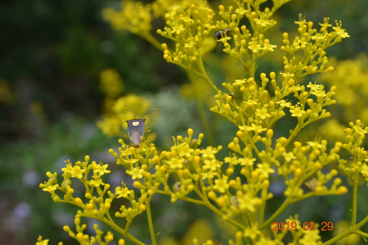 f:id:masatdm1951:20190829125143j:plain f:id:masatdm1951:20190829125143j:plain