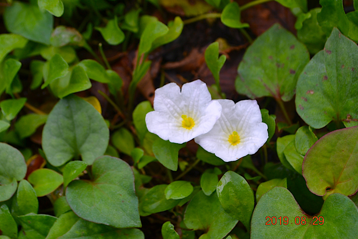 f:id:masatdm1951:20190830103939j:plain f:id:masatdm1951:20190830103939j:plain