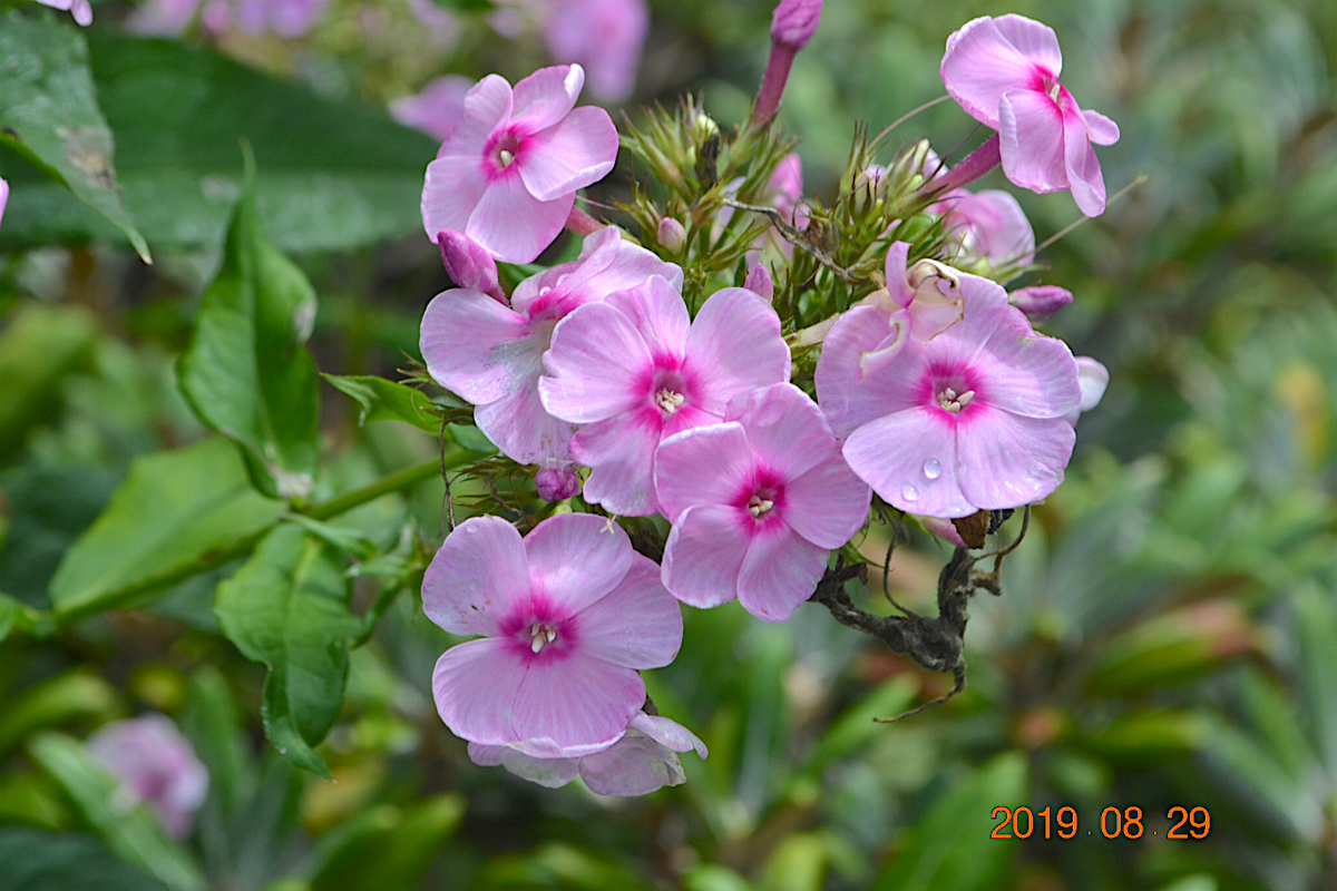 f:id:masatdm1951:20190830103959j:plain f:id:masatdm1951:20190830103959j:plain