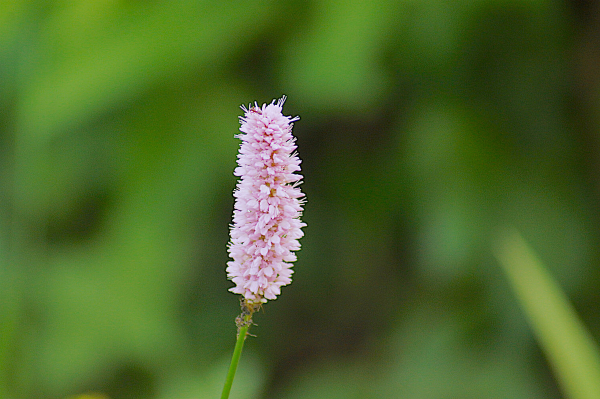 f:id:masatdm1951:20190830104130j:plain f:id:masatdm1951:20190830104130j:plain