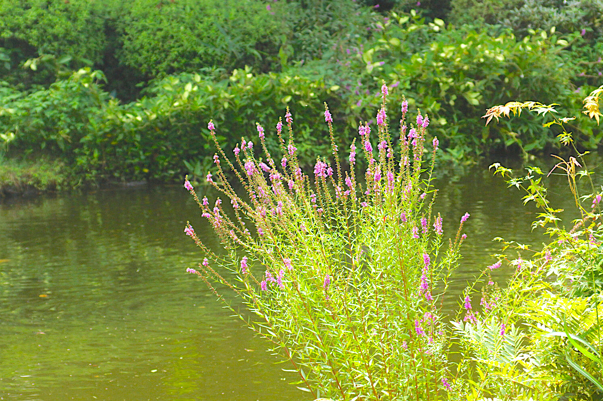 f:id:masatdm1951:20190830104142j:plain f:id:masatdm1951:20190830104142j:plain