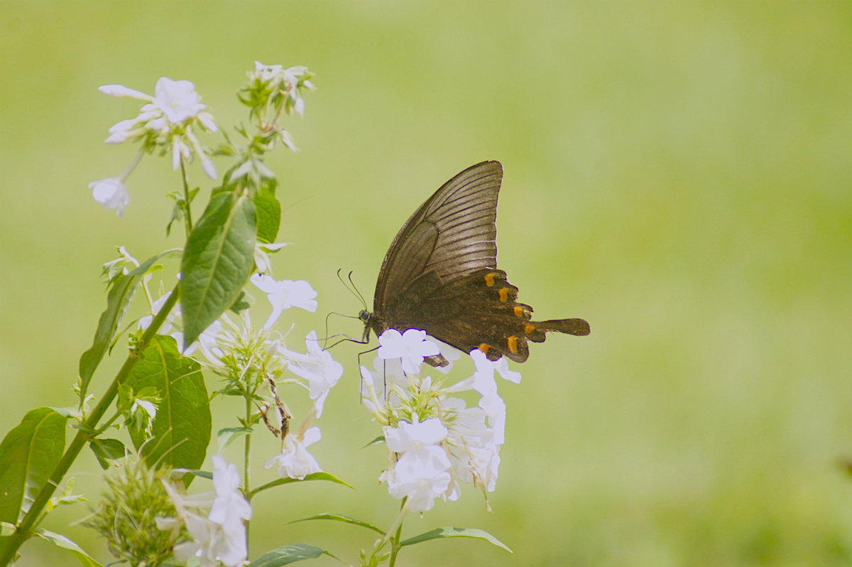 f:id:masatdm1951:20190830104255j:plain f:id:masatdm1951:20190830104255j:plain